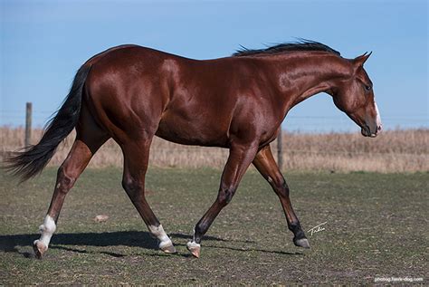 reining prospect reining horse industry reining horses  sale