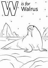 Walrus Arctic Sheets Supercoloring Preschoolers Dubois Alphabet sketch template