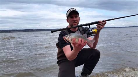 large white perch youtube