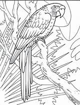 Jungle Coloring Pages Printable Awesome 2o Animal sketch template