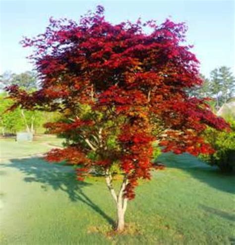 seeds japanese maple tree ornamental acer palmatum red etsy