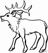 Elk Coloring Pages Printable Bull Young Deer Color Kids Simple Drawing Animals Print Loading Library Supercoloring Choose Board Template Popular sketch template