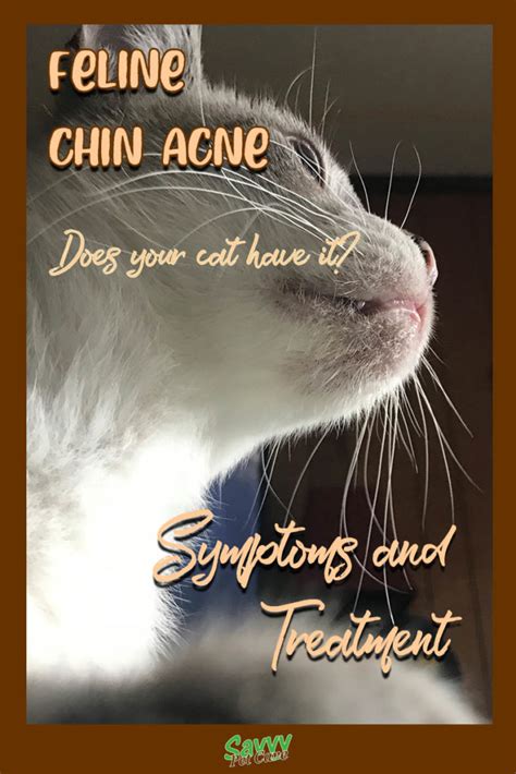 feline chin acne   cat   savvy pet care