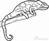 Kameleon Kolorowanki Dzieci Wydruku sketch template