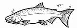 Colouring Pages Salmon Coho Coloring Color King Easy Printable Drawing Clip Fish Stencil Alaska Search Drawings Simple Aug July Google sketch template