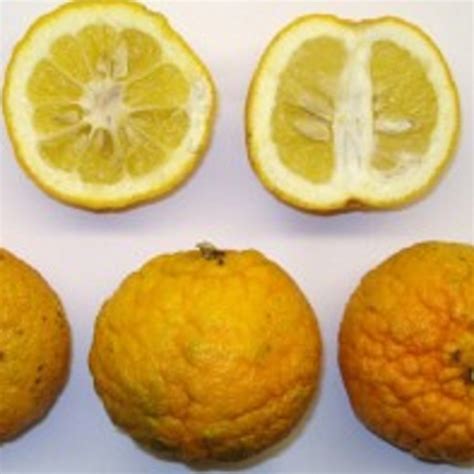 curacao orange sra  laraha oscar tintori nurseries worldwide citrus plants