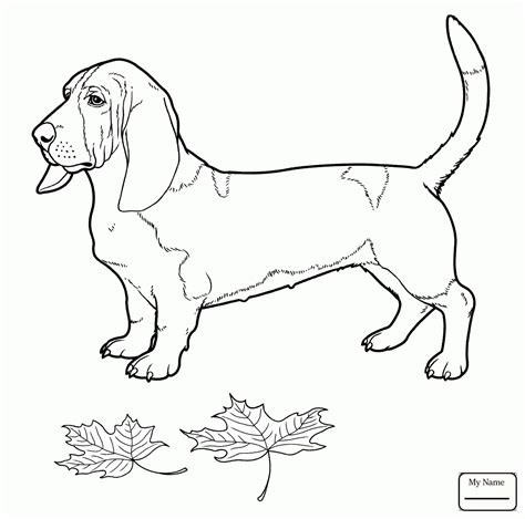 hound drawing images     drawings