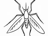 Gnat Drawing Coloring Pages Insects Mosquito Paintingvalley Drawings Kids sketch template