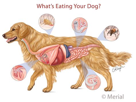 female dog body parts diagram