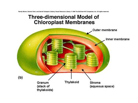 chloroplast plant cells organelles