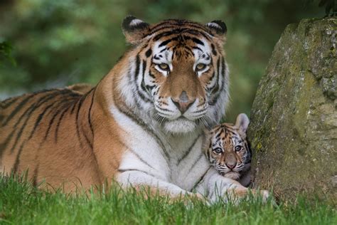 photo tiger cub animal bengal cub   jooinn