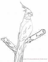 Cockatiel Coloring Pages Drawings Color Print sketch template