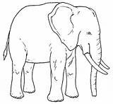 Elefante Animais Selvagens Elefantes Pata Africanos Dibujar Postado sketch template