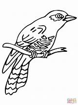 Cuckoo Coloring Pages Common Perched Color Cuckoos Printable Line Birds Supercoloring Drawings sketch template