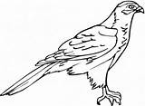 Halcones Hawk Hawks Zentangle sketch template