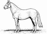 Horses Coloring Horse Pages sketch template