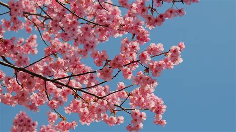 cherry blossom walk  city walks memory lane tv
