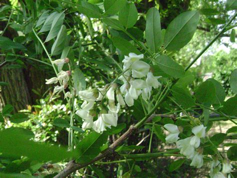 white flowering tree raleigh locust  yard  raleigh