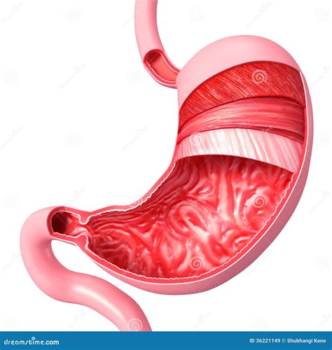 anatomy  stomach cut section royalty  stock images image