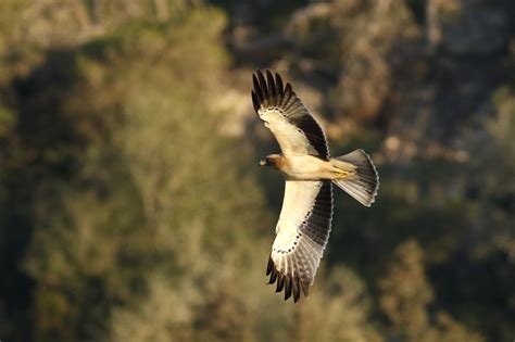 booted eagle shot   girgenti birdlife malta