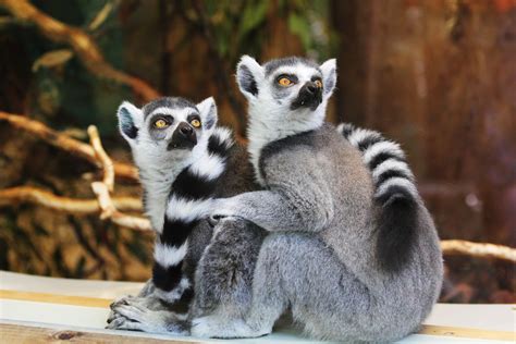photo ring tailed lemurs primates zoo wildlife