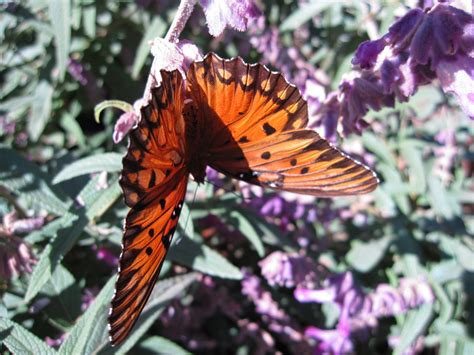 gardening  butterflies gulf fritillary butterfly host plant passion flower vine