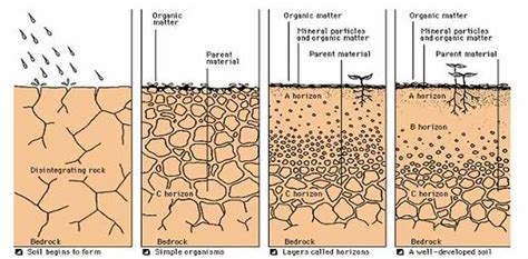 understanding soil degradation impacts  solutions
