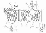 Membrane Cell Plasma Membranes Labeled Cronodon Eukaryotic Phospholipids Sketch Bilayer Labeling Quiz Proteins sketch template