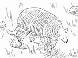 Armadillo Coloring Giant Pages Color Armadillos Coloringbay Kids Designlooter Supercoloring Print 2048 07kb sketch template