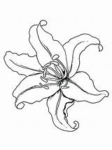 Lily Flower Coloring Pages Outline Tiger Lilies Flowers Color Template Drawing Columbine Print Printable Drawings Getdrawings Getcolorings Tattoo sketch template