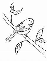 Coloring Pages Clipart Chickadee Bird Supplies Printable Line Cliparts Drawing Samanthasbell Clipartbest Colouring Library Clip Easy Kids Stencils Today Popular sketch template
