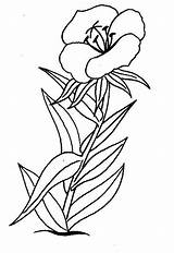 Flori Colorat Bloemen Planse Floare Blumen Floricica P01 Desene Tulpina Vara Ausmalen Ausmalbilder Plansa Uitprinten Primiiani Bloem Primavara Cele Mandala sketch template