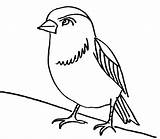 Coloring Bullfinch Pages Animals sketch template