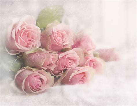 soft pink roses