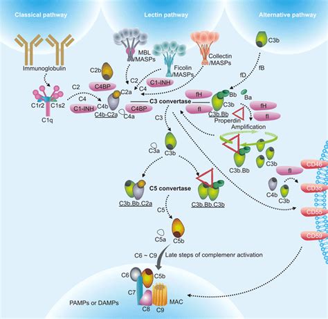 complement system work  immune system cusabio