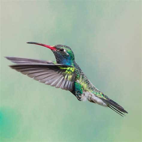 hummingbird algorithm brafton