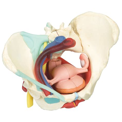 Female Pelvis With Ligaments Nerves Pelvic Floor And