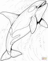 Coloring Orca Whale Printable Pages Ocean Popular sketch template