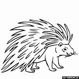 Porcupine Coloring Pages Drawing Kids Color Line Printable Porcupines Animals Animal Easy Print Drawings Getdrawings Thecolor General Results Getcolorings Coloringbay sketch template