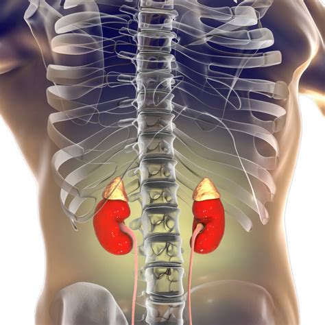 kidney located rtocontentcom
