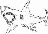 Jaws Megalodon Coloringlesson sketch template