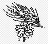 Cone Pinyon Pinus Branch Sketsa Openclipart Longleaf Seekpng Clipartkey sketch template