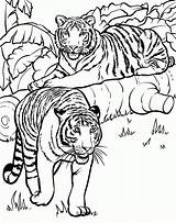 Colorir Tigre Desenhos sketch template