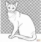 Gatos Coloring Siamese Supercoloring Siamés Select sketch template