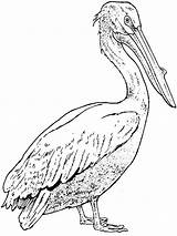 Coloring Pages Pelican Printable Birds Recommended Pelicans sketch template