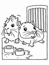 Guinea Pig Coloring Pages Pigs Coloringpages1001 Baby sketch template