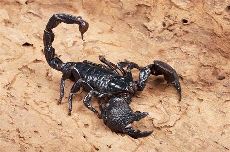 emperor scorpion stock image  science photo library