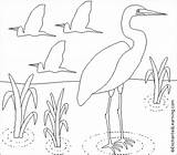 Egret Coloring Great Enchantedlearning Designlooter Enchanted Learning Search Drawings 7kb 453px sketch template