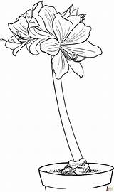 Amaryllis Coloring Pages Hippeastrum Flower Printable Drawing Supercoloring Coloringbay Gif Flowers Choose Board Skip Main sketch template