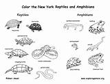 Amphibians Coloring Reptiles Amphibian State York Mammals Jersey Habitats Designlooter 51kb 612px Ny Drawings Nj sketch template